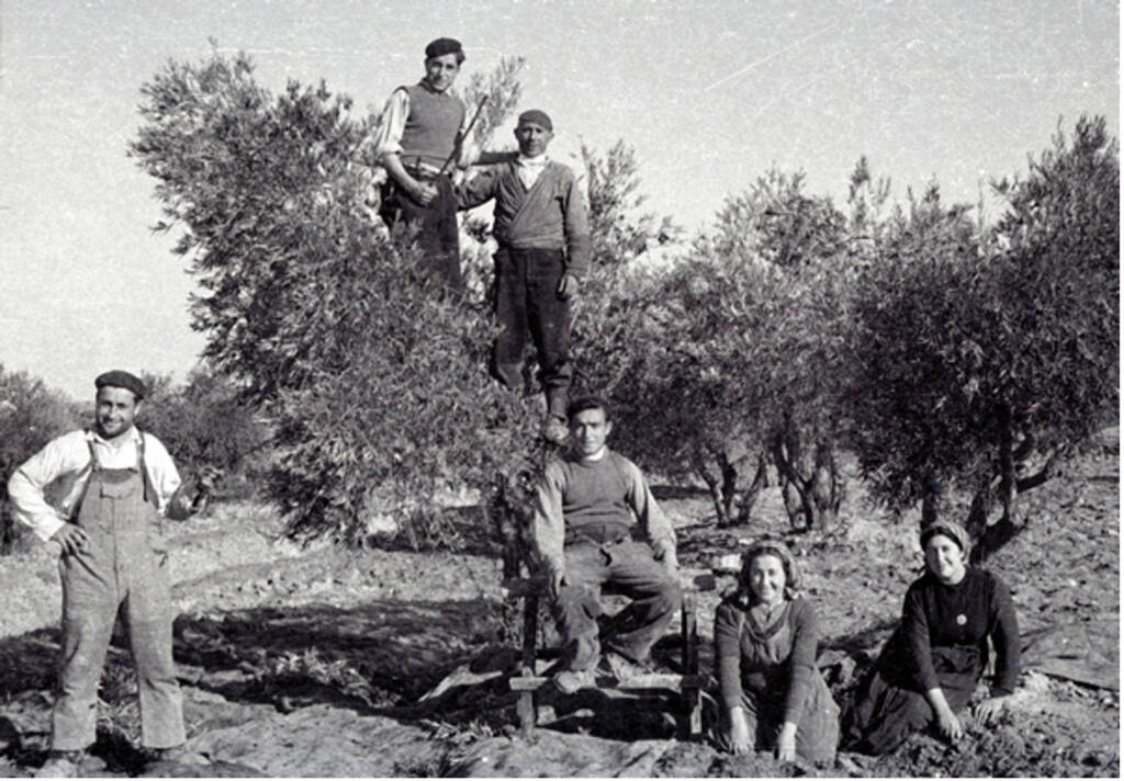 Actividad Aceitunero por un día La Cantona